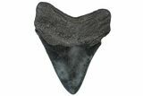 Fossil Megalodon Tooth - South Carolina #299428-1